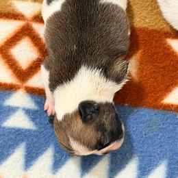 Savannah - Fawn and white female French Bulldog puppy in Washington, Pennsylvania from Crooked Pine French Bulldogs