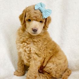 Cavalier King Charles Spaniel and Poodle Puppies from Red Skye Cavaliers