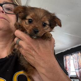 Tilly - Chocolate female Morkie puppy in Taylorsville, North Carolina from Mountain Top Hot Tailz
