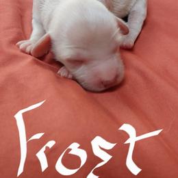 Frost - Apricot female Goldendoodle puppy in Cherry Tree, Pennsylvania from Plum Creek Acres Next Generation