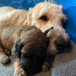 Goldendoodles from Grateful Goldens