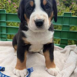 Navy Blue - Black, white and red male Greater Swiss Mountain Dog puppy in Oregon City, Oregon from Runamuck's Greater Swiss Mountain Dogs