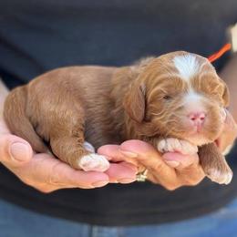 Paisley - Caramel female Australian Labradoodle puppy in Morgan Hill, California from Loving Labradoodles