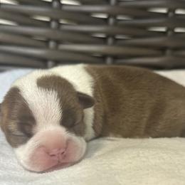 Boston Terriers from Brave Little Bostons in South Carolina