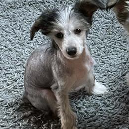 Linus - Black white and tan male Chinese Crested puppy in Wolf Creek, Oregon from Wolf Creek Cresteds