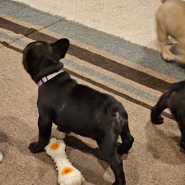 French Bulldog Puppies from A&D Frenchies