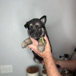 Lexi - Black and tan female German Shepherd puppy in Florida from Best Shepherds