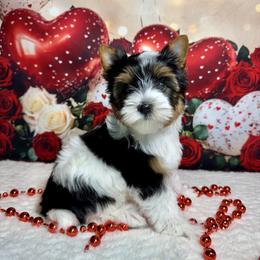 Sofia 3800 - Black tan and white female Biewer Terrier puppy in Nicholls, Georgia from Southeast Biewers
