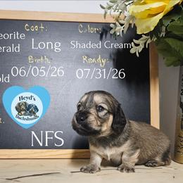Fritzgerald - Cream male Dachshund puppy in Hoquiam, Washington from Heyd's Mini Dachshunds