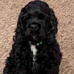 Cocker Spaniels from Midnight Cockers