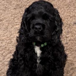 Cocker Spaniels from Midnight Cockers