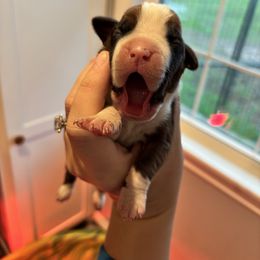 Female 5 - Fawn female Boxer puppy in Charleston, Arkansas from Guardian Kennels