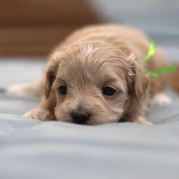 Miss Green - Cream female Maltipoo puppy in Springtown, Texas from North Texas Puppies