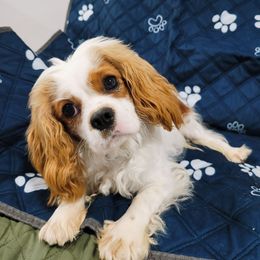 Cavalier King Charles Spaniel puppies from Beloved Bichon