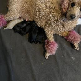 Poodle puppies from Divine K9s LLC
