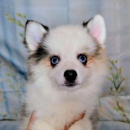 Bessie-1600 - Black and white female Pomsky puppy in Spring Hill, Florida from www.PuppyTimeEmporium.com
