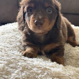 Dachshund Puppies from Memaw’s Minis Babies Doxies