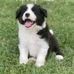 Flip-Flop - Black Border Collie puppy in Olney, Illinois from Heronwood Border Collies