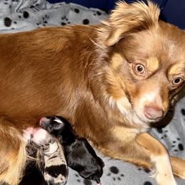 Indy - Toy Australian Shepherd
