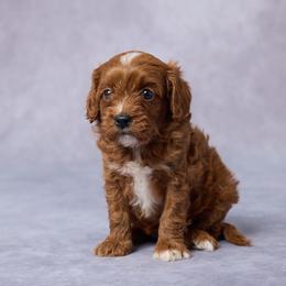 Cora - Red female Cavapoo puppy in Apple Creek, Ohio from Grandeur Valley Puppies
