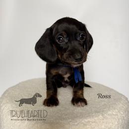 Ross - Black and tan male Dachshund puppy in Royse City, Texas from Truehearted Miniature Dachshunds