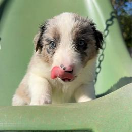 Reba - Slate merle female Border Collie puppy in Richland Hills, Texas from Bordercollieblues