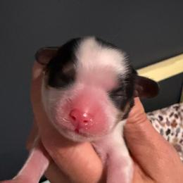 Tri girl - Tri-color female Cavalier King Charles Spaniel puppy in Queen Creek, Arizona from Andresen's Cavaliers