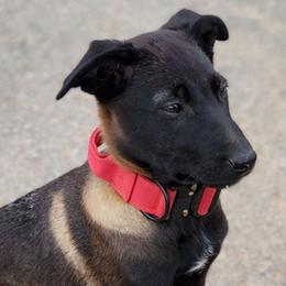 Savanah Roberts - Mahogany female Belgian Malinois puppy in Elizabethton, Tennessee from Forever Family K9