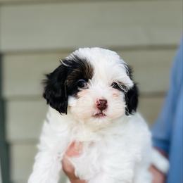 Nova - female Havapoo puppy in Natural Bridge, Virginia from Rockbridge Puppies
