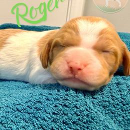 Roger - White and orange male Brittany puppy in Prospect, Virginia from Sandridge Brittanys