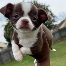 Robin - Chocolate and white male Chihuahua puppy in Charlotte, North Carolina from Lawinski’s Chihuahua World