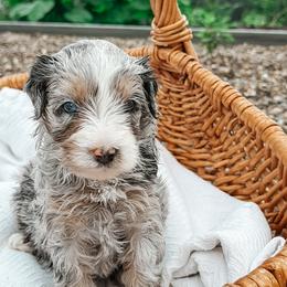 Clover - female Australian Mountain Doodle puppy in Tryon, North Carolina from Melrose Mountain Farm