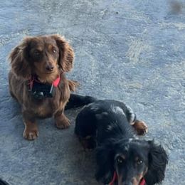 Dachshunds from Stratton Farm Dachshunds