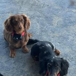 Dachshunds from Stratton Farm Dachshunds