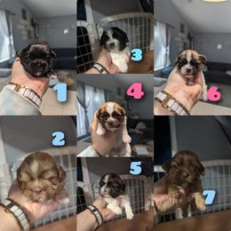 Shih Tzu Puppies from Cisneros Shih-tzu