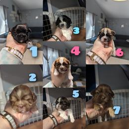 Shih Tzu Puppies from Cisneros Shih-tzu
