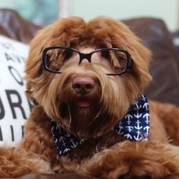 Judge - Australian Labradoodle