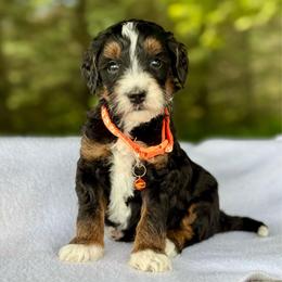 Orange - Tri-color male Bernedoodle puppy in Hesperia, Michigan from Red Acres Poodles & Doodles