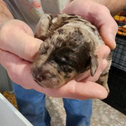 Abby - Merle female Labradoodle puppy in Calvert City, Kentucky from Pawpaws Doodles
