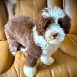 Curry - Brown male Bernedoodle puppy in Danielsville, Georgia from Meg's Doodles and Poodles