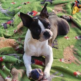 Raven - Boston Terrier