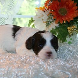Australian Labradoodle Puppies from Windsor Creek Labradoodles
