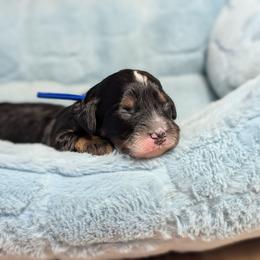Pretzel - Tri-color male Bernedoodle puppy in Mount Pleasant, Tennessee from Amy Brewer