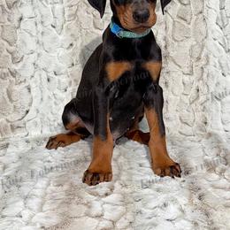 Blue - Black and rust male Doberman Pinscher puppy in Louisville, Kentucky from Ruiz Dobermans