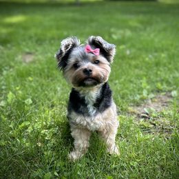 Holly (Bear) - Yorkshire Terrier
