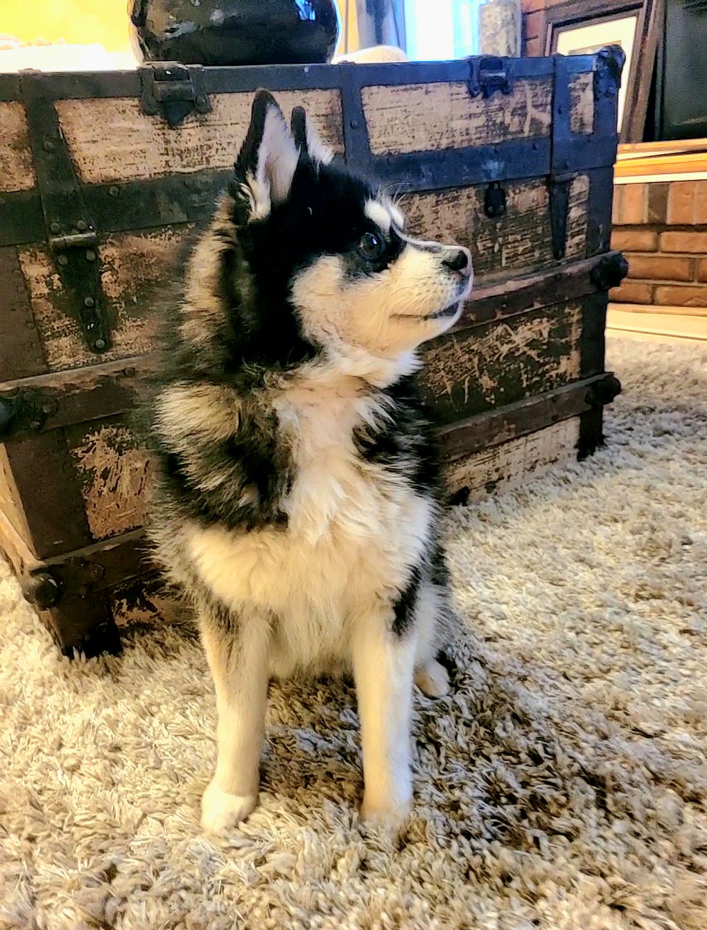 Le Shang - Pomsky