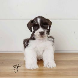 Magnum - Miniature Schnauzer puppy from JoJo's Schnauzers
