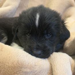 Flower - White and black female Newfoundland puppy in Brandenburg, Kentucky from Amanda's Newfoundlands