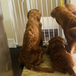 Golden Retrievers from Darby Creek Retrievers
