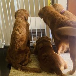 Golden Retrievers from Darby Creek Retrievers